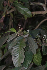Oxyanthus speciosus