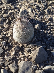 Coryphantha werdermannii