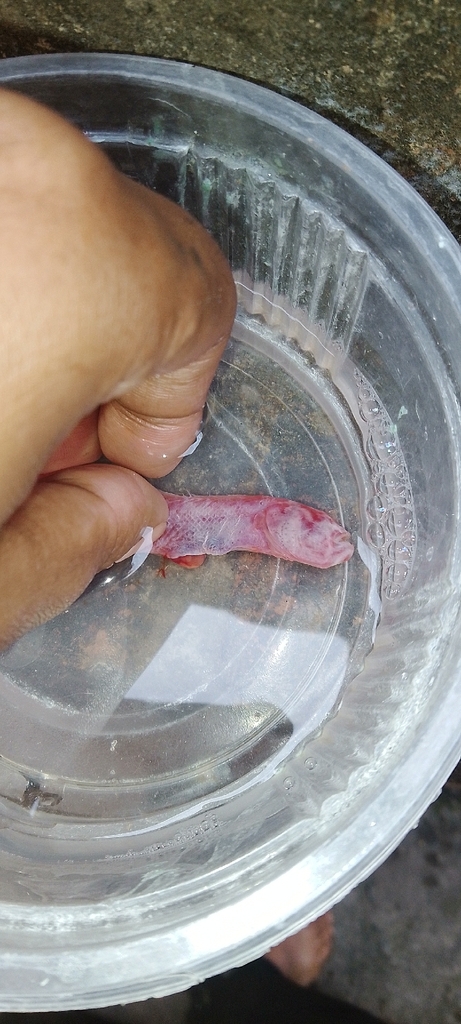 Blind goby (Paratrypauchen microcephalus) — Gobiidae