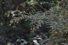 Englerodaphne ovalifolia