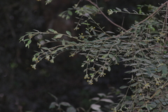Englerodaphne ovalifolia