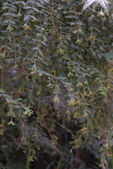 Englerodaphne ovalifolia
