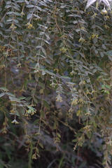 Englerodaphne ovalifolia
