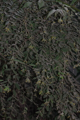 Englerodaphne ovalifolia