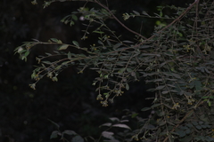 Englerodaphne ovalifolia