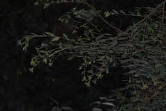 Englerodaphne ovalifolia
