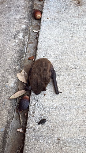 Evening Bat observed by banovgab