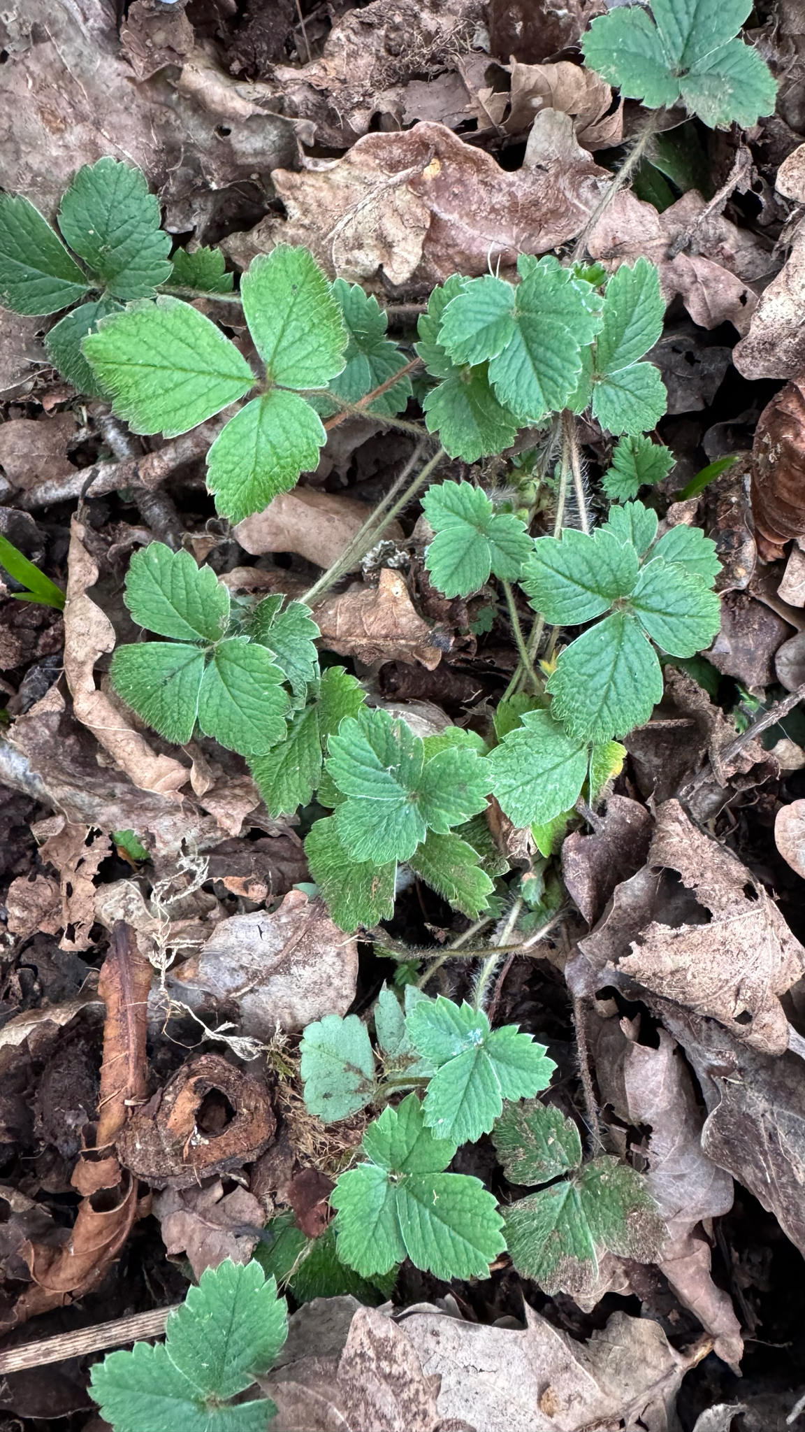 Imagem de Potentilla sterilis
