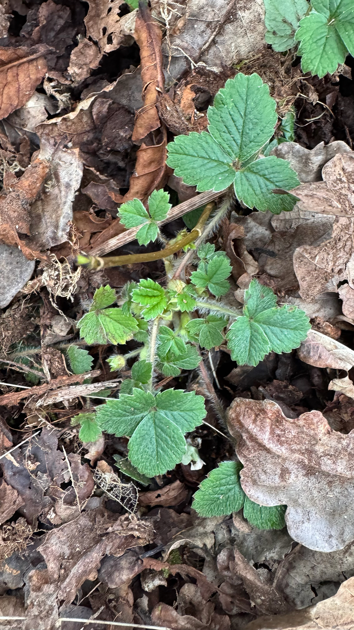 Imagem de Potentilla sterilis