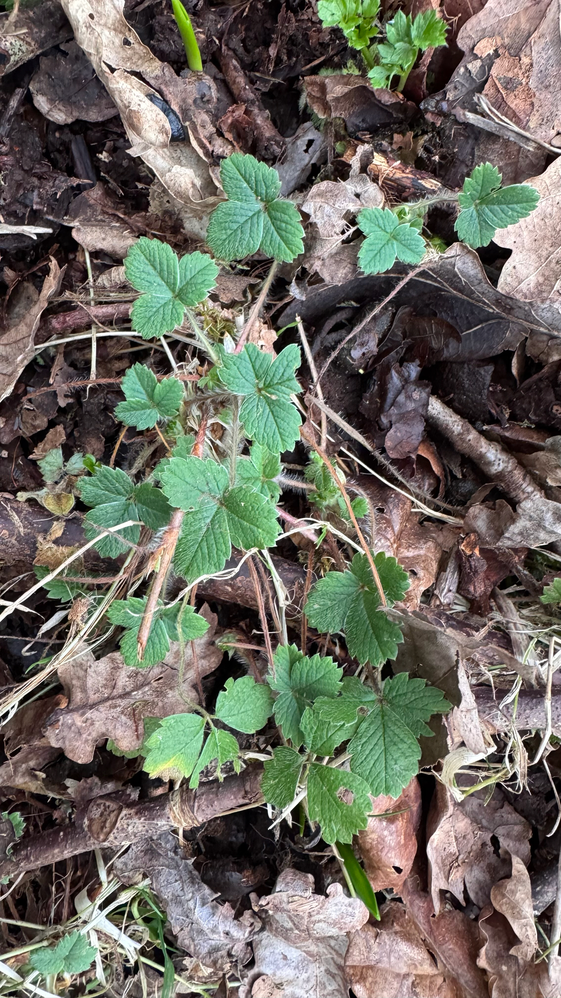 Imagem de Potentilla sterilis