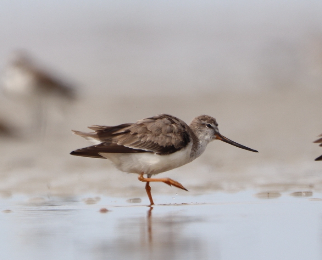 Terek Sandpiper (Xenus cinereus)