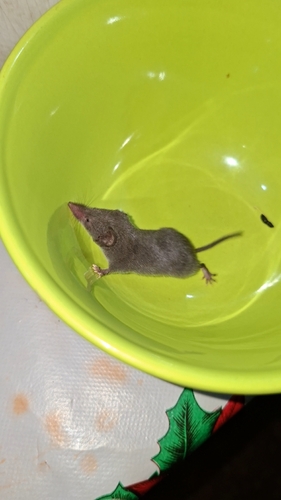 Carraway’s Desert Shrew (Notiosorex carrawayae) — Data Deficient Mammalia