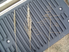 Tridens flavus flavus