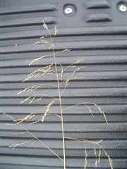 Tridens flavus flavus