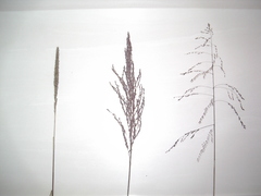 Tridens flavus flavus