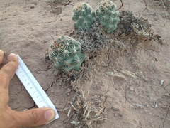Coryphantha macromeris macromeris
