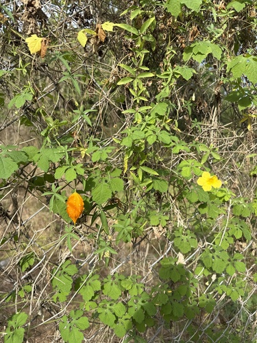 Bitter Melon (Momordica charantia)