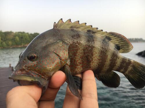 Niger hind (Cephalopholis nigri) — Serranidae — 2