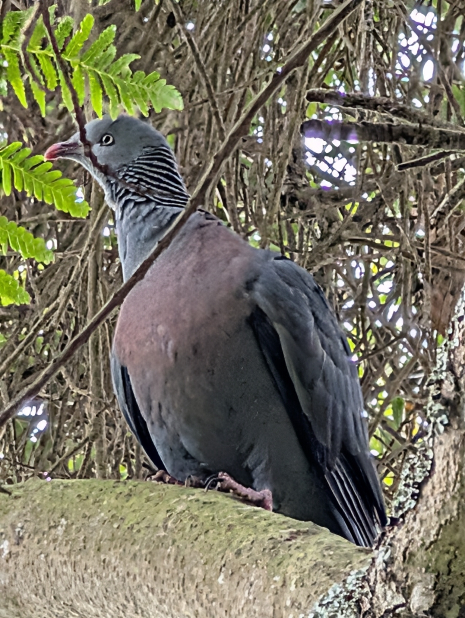 Trocaz Pigeon (Columba trocaz), photo 2