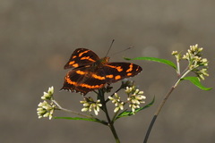 Symbrenthia lilaea formosanus