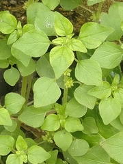 Parietaria debilis