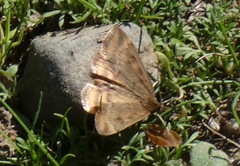 Pyrausta subsequalis