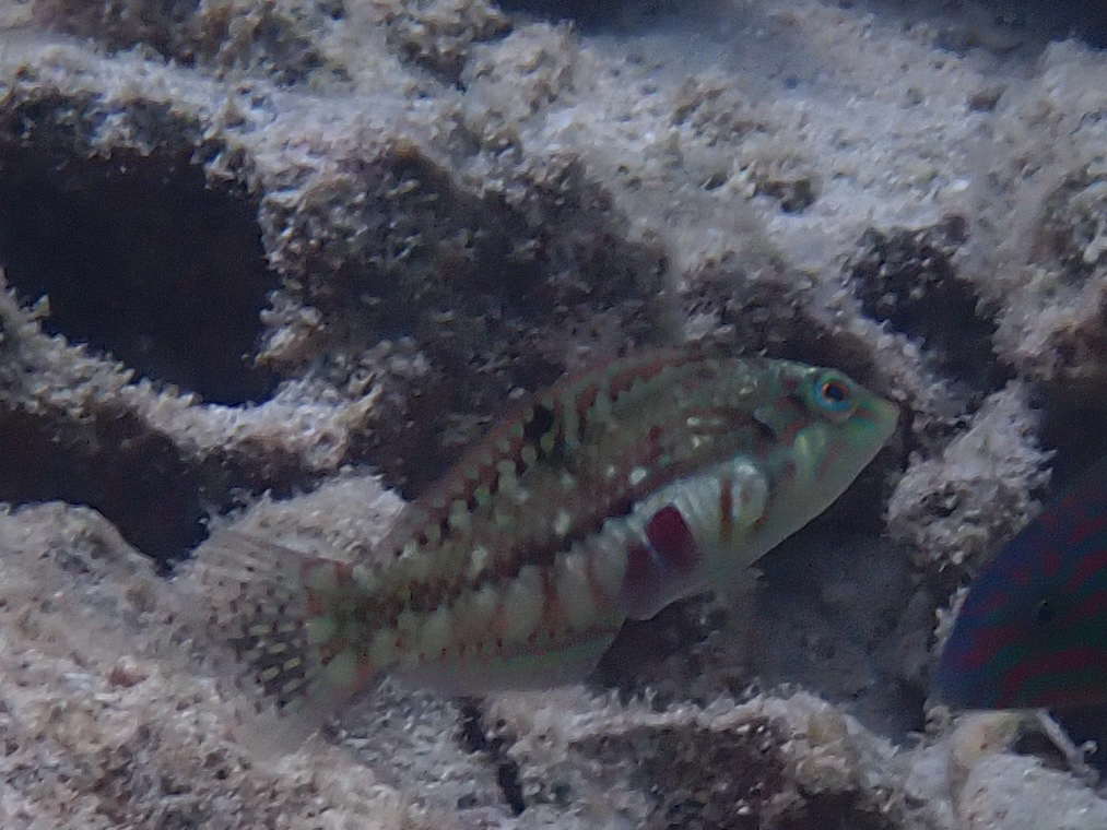 Clouded rainbow fish (Halichoeres nebulosus)