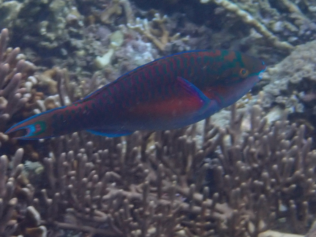 Chameleon Parrotfish (Scarus chameleon)