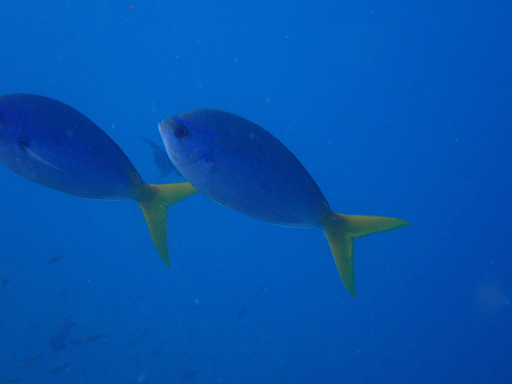 Red-bellied Fusilier (Caesio cuning)