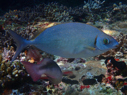 Forktail rabbitfish (Siganus argenteus) — Siganidae — 5