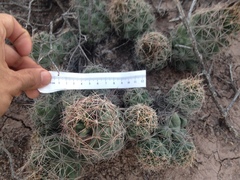 Coryphantha macromeris macromeris