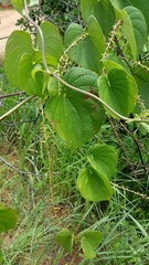 Image of Dioscorea antaly