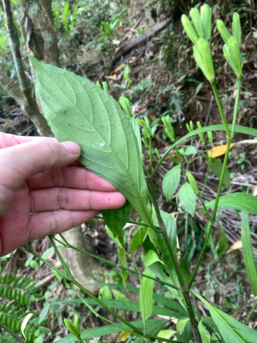 Strobilanthes cusia, photograph 6