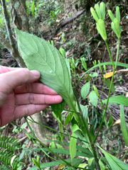 Strobilanthes cusia, photograph (c) 呂一起(Lyu yi-chi), some rights reserved (CC BY)