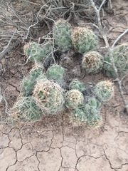 Coryphantha macromeris macromeris