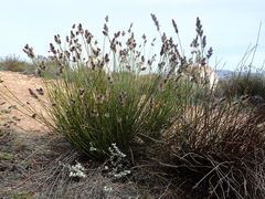 Askidiosperma capitatum