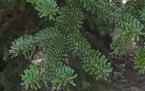 Algerian fir (Abies numidica)