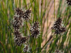 Askidiosperma capitatum