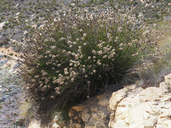 Askidiosperma capitatum