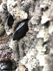 Mytilus californianus