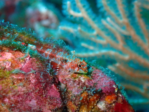 Panama triplefin (Axoclinus lucillae) — Tripterygiidae — 2