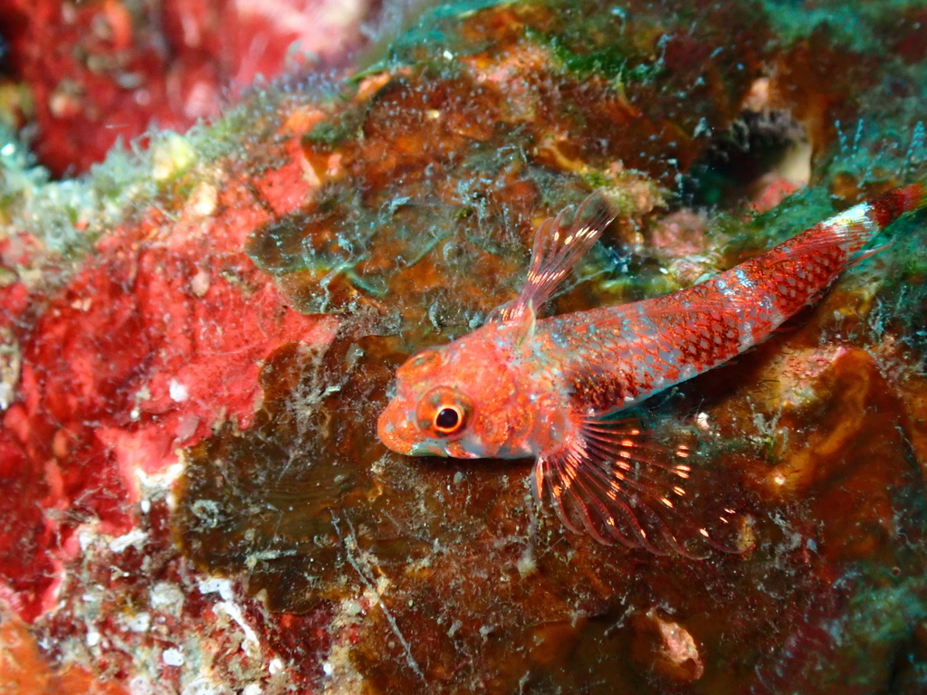 Panama triplefin (Axoclinus lucillae) — Tripterygiidae