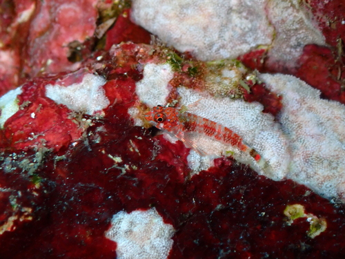 Panama triplefin (Axoclinus lucillae) — Tripterygiidae — 5