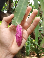 Epiphyllum phyllanthus hookeri