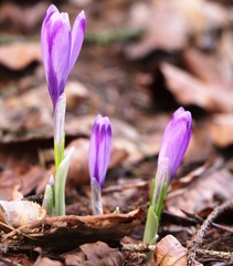 Crocus heuffelianus