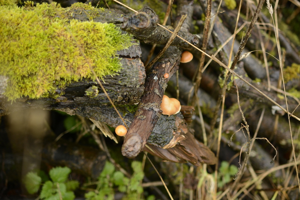 Tubaria furfuracea · February 2026 · photo: © cryptomarasmius (iNaturalist, cc-by)