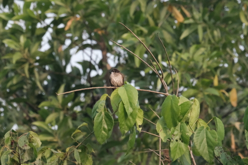 iNaturalist image