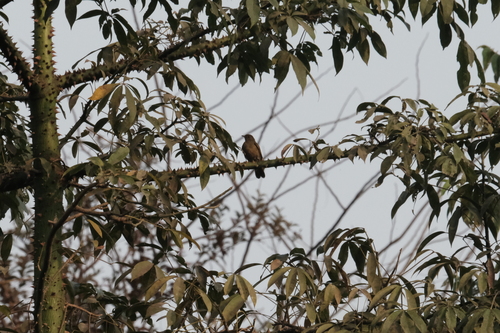iNaturalist image