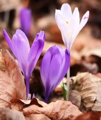 Crocus heuffelianus