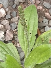 Plantago australis